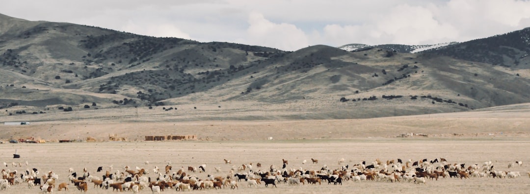 brown and white sheep on brown field during daytime