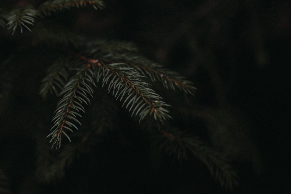 green pine tree in close up photography