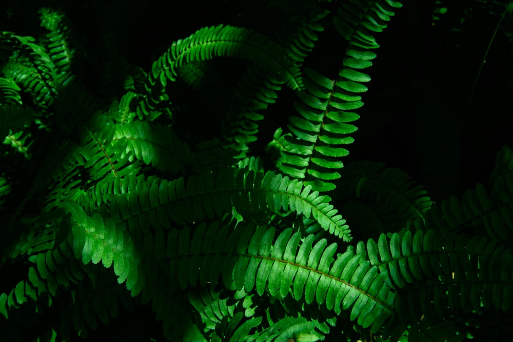 green fern plant in close up photography