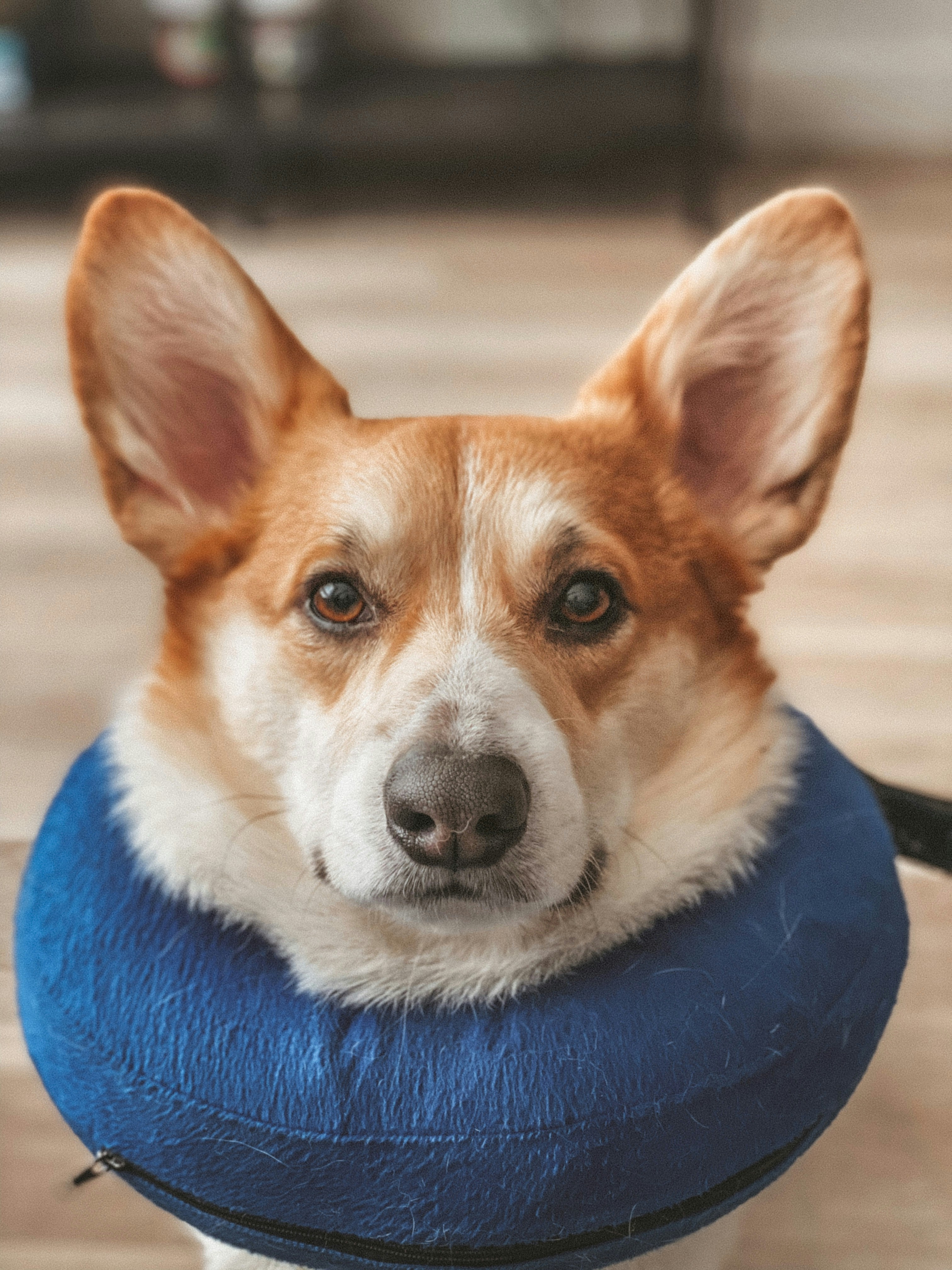 강아지 뇌수막염(MUO) MRI 진단 및 신경계 이상 증상