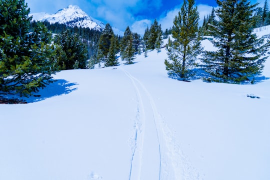 snow covered road near green pine trees and mountain during daytime in Buena Vista United States