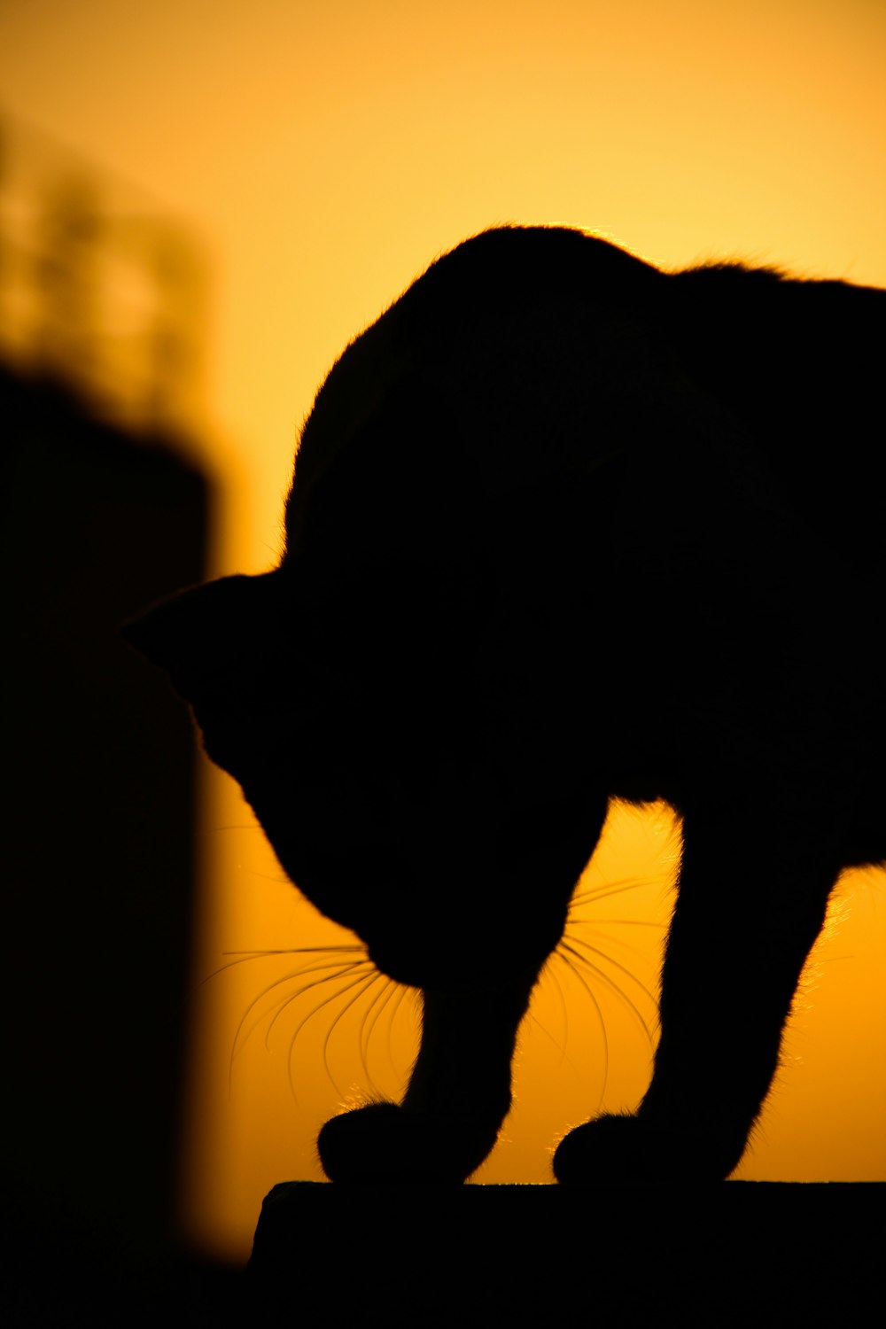 gato negro sobre tela blanca y negra