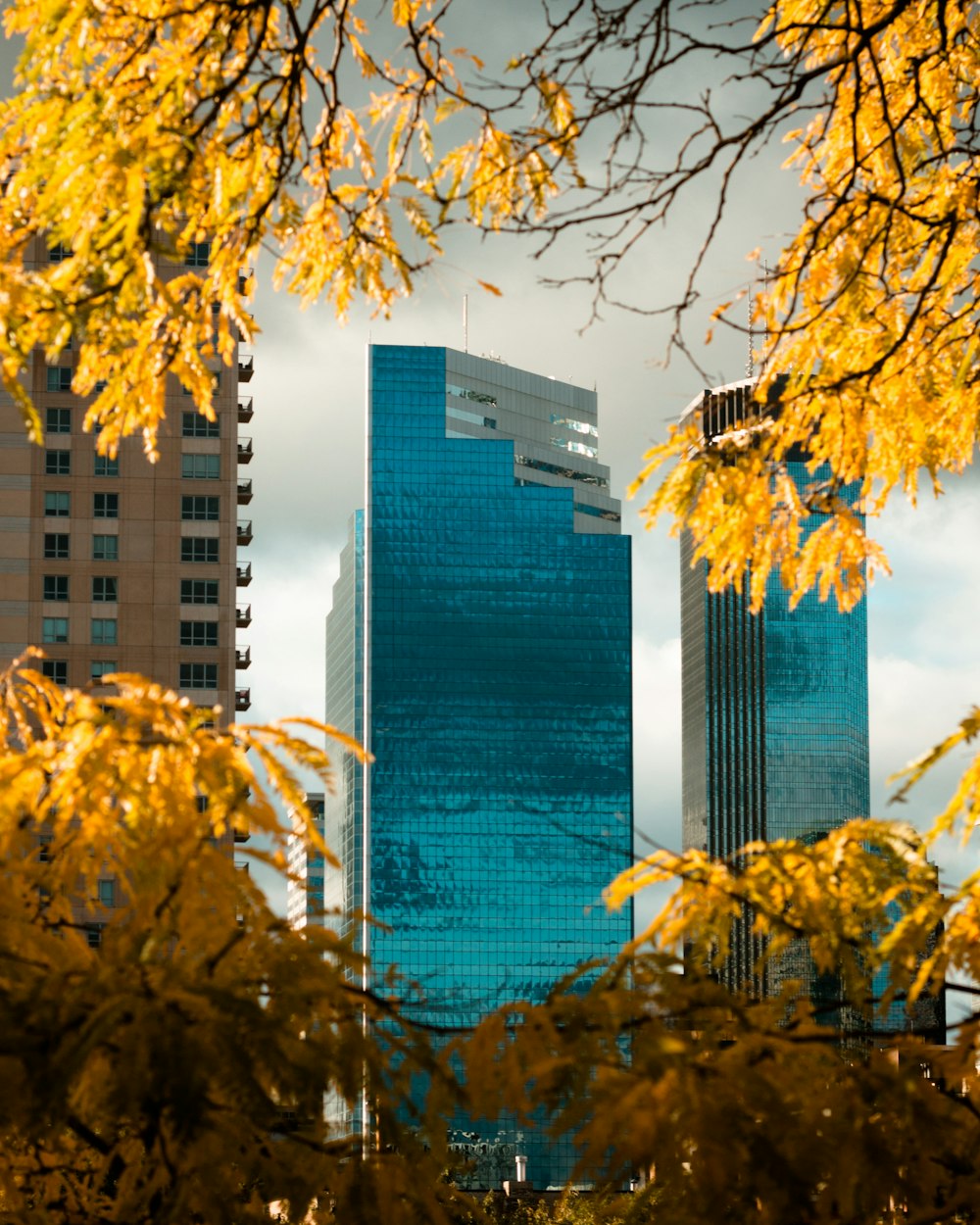 yellow leaves tree near high rise building during daytime