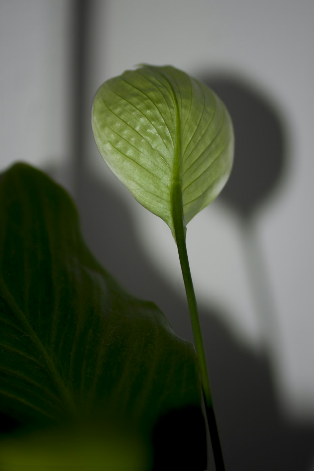 foglia verde in primo piano fotografia