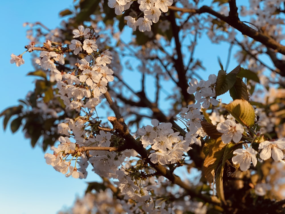 Weiße Kirschblüte blüht tagsüber