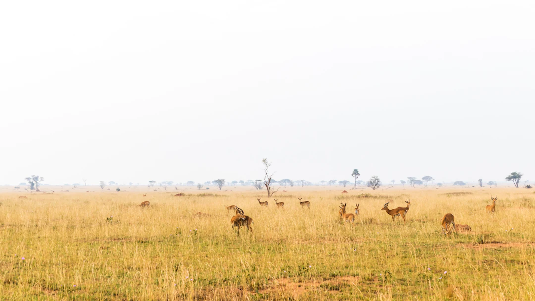 16-Day Uganda Family Itinerary: Epic Journeys & Safaris