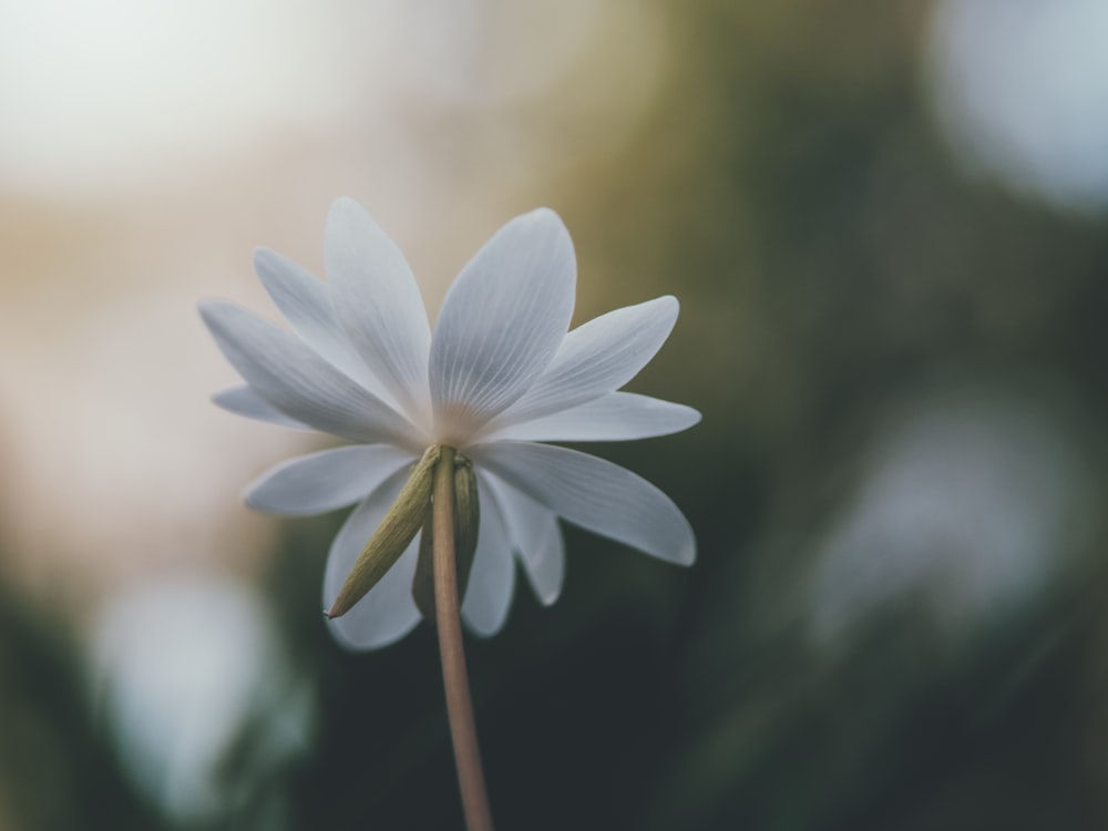 white flower in tilt shift lens