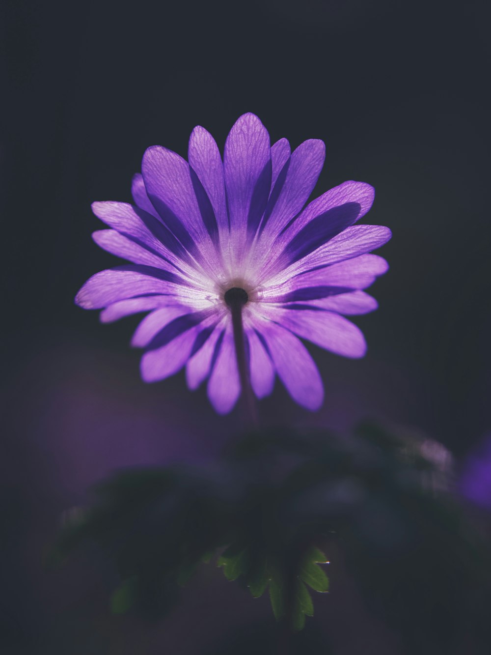 purple flower in tilt shift lens