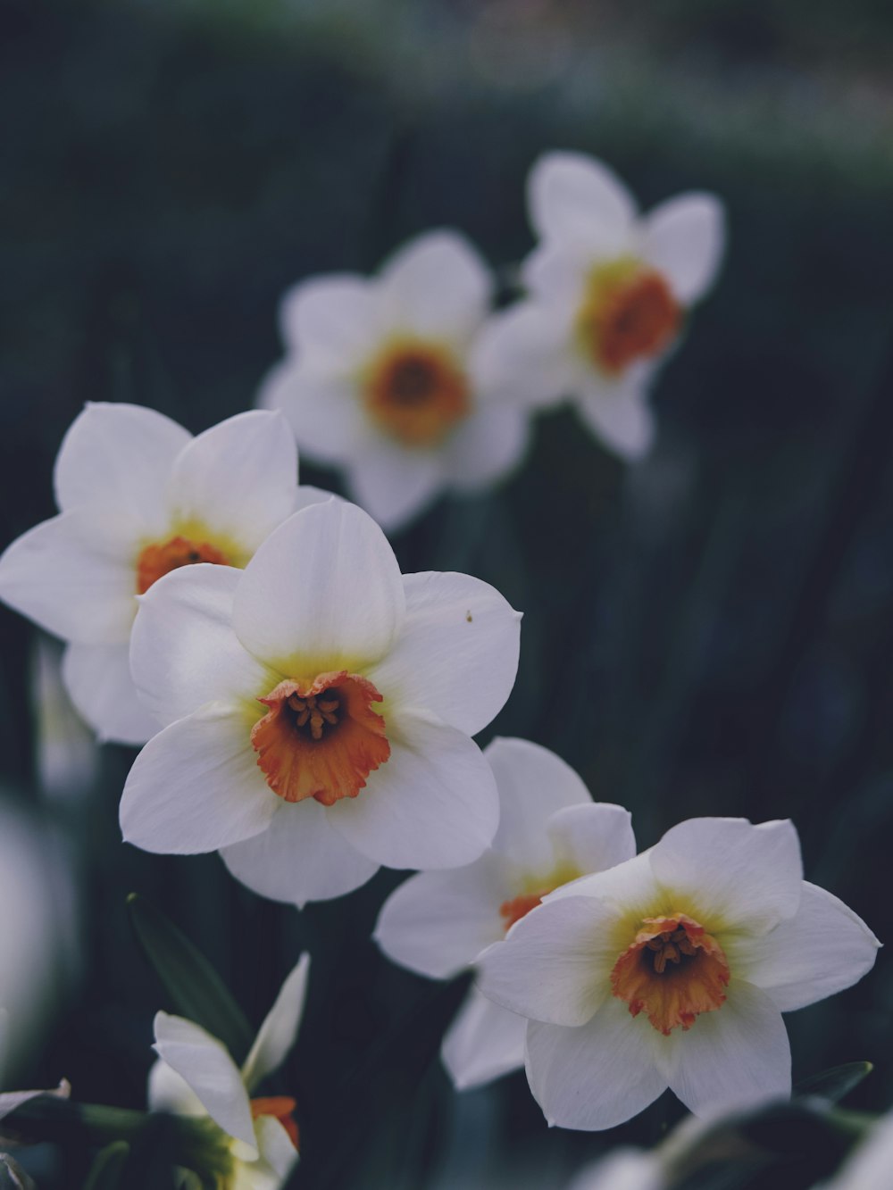white and yellow flowers in tilt shift lens