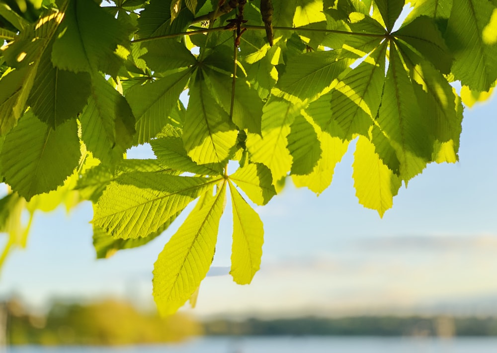 a close up of a leafy tree next to a body of water