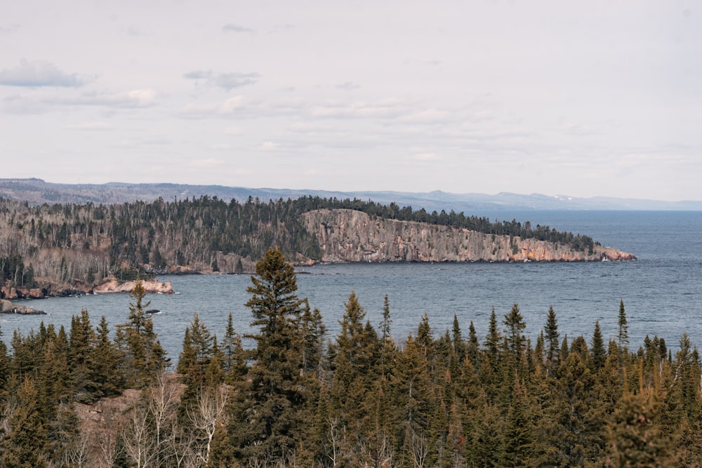 green trees near body of water during daytime