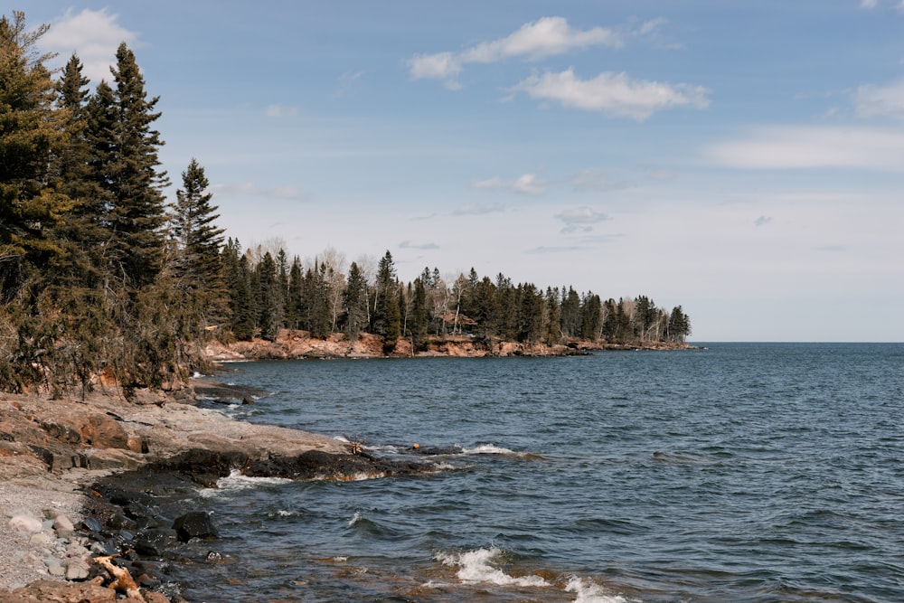 arbres verts au bord d’un plan d’eau pendant la journée