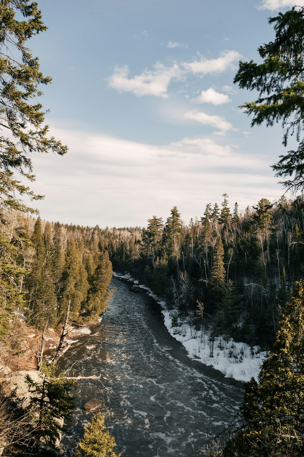 Un río que atraviesa un bosque lleno de árboles