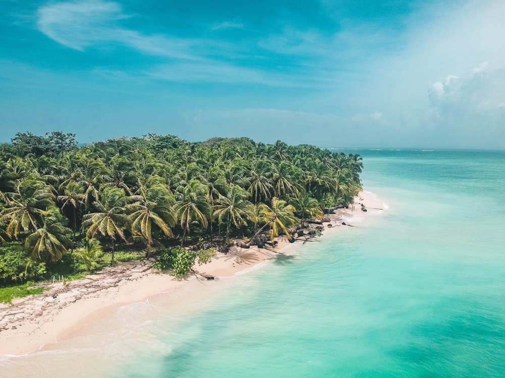 green palm trees on beach during daytime