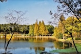 A serene lake surrounded by golden autumn trees reflecting in the water.