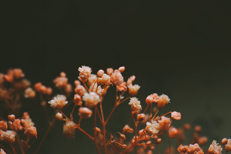 orange flowers in tilt shift lens