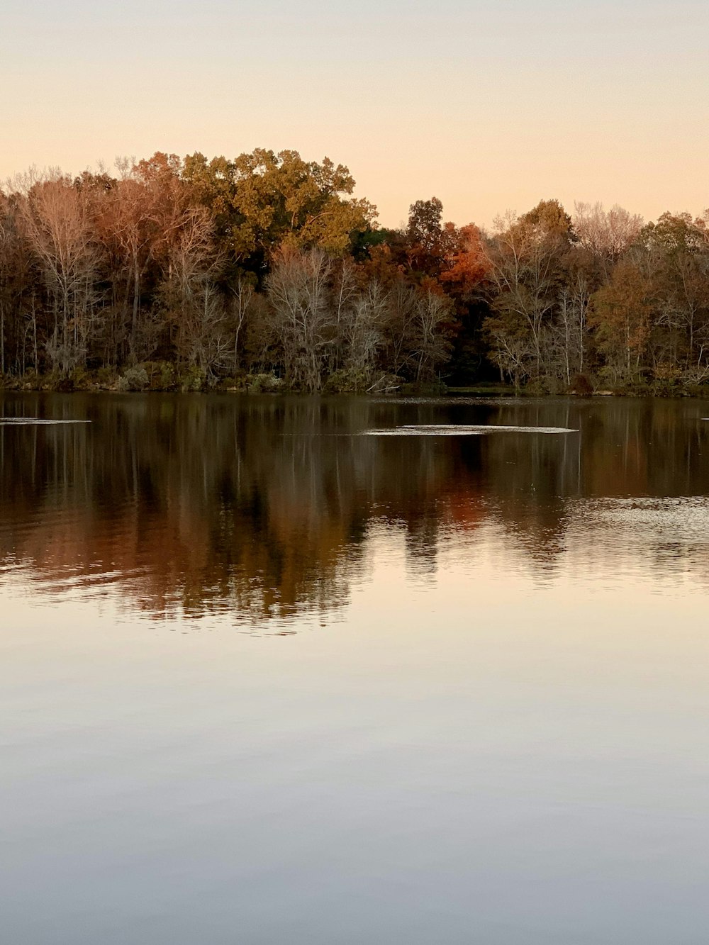 brown trees beside body of water during daytime