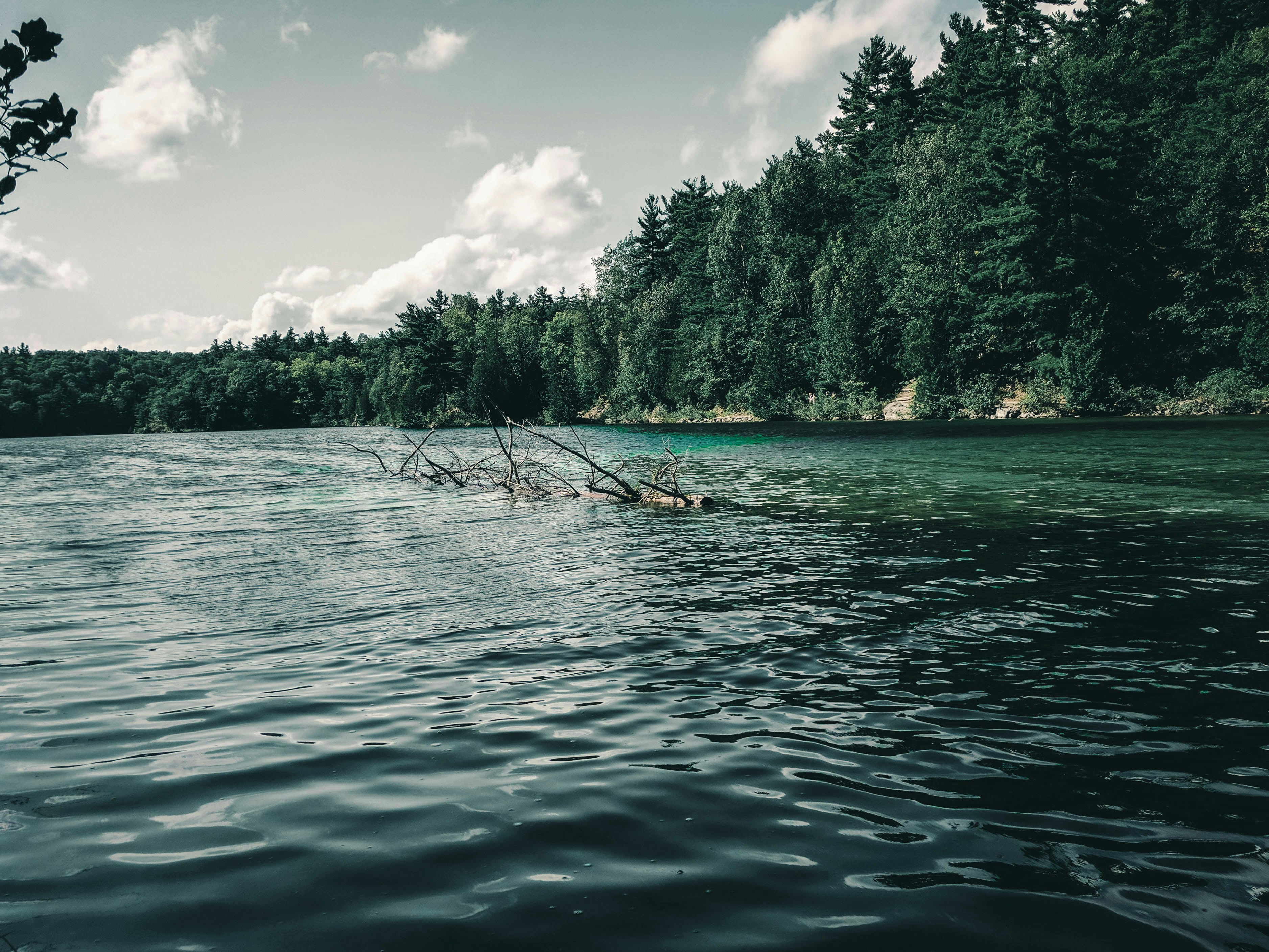 green trees beside body of water under blue sky during daytime