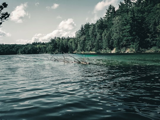 green trees beside body of water under blue sky during daytime in Pink Lake Canada