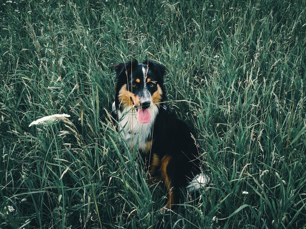 schwarz-weißer langhaariger Hund tagsüber auf grünem Grasfeld