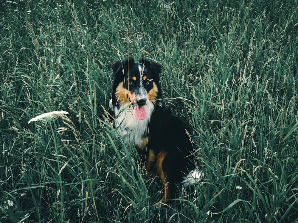 Cão preto e branco de pelagem longa no campo de grama verde durante o dia