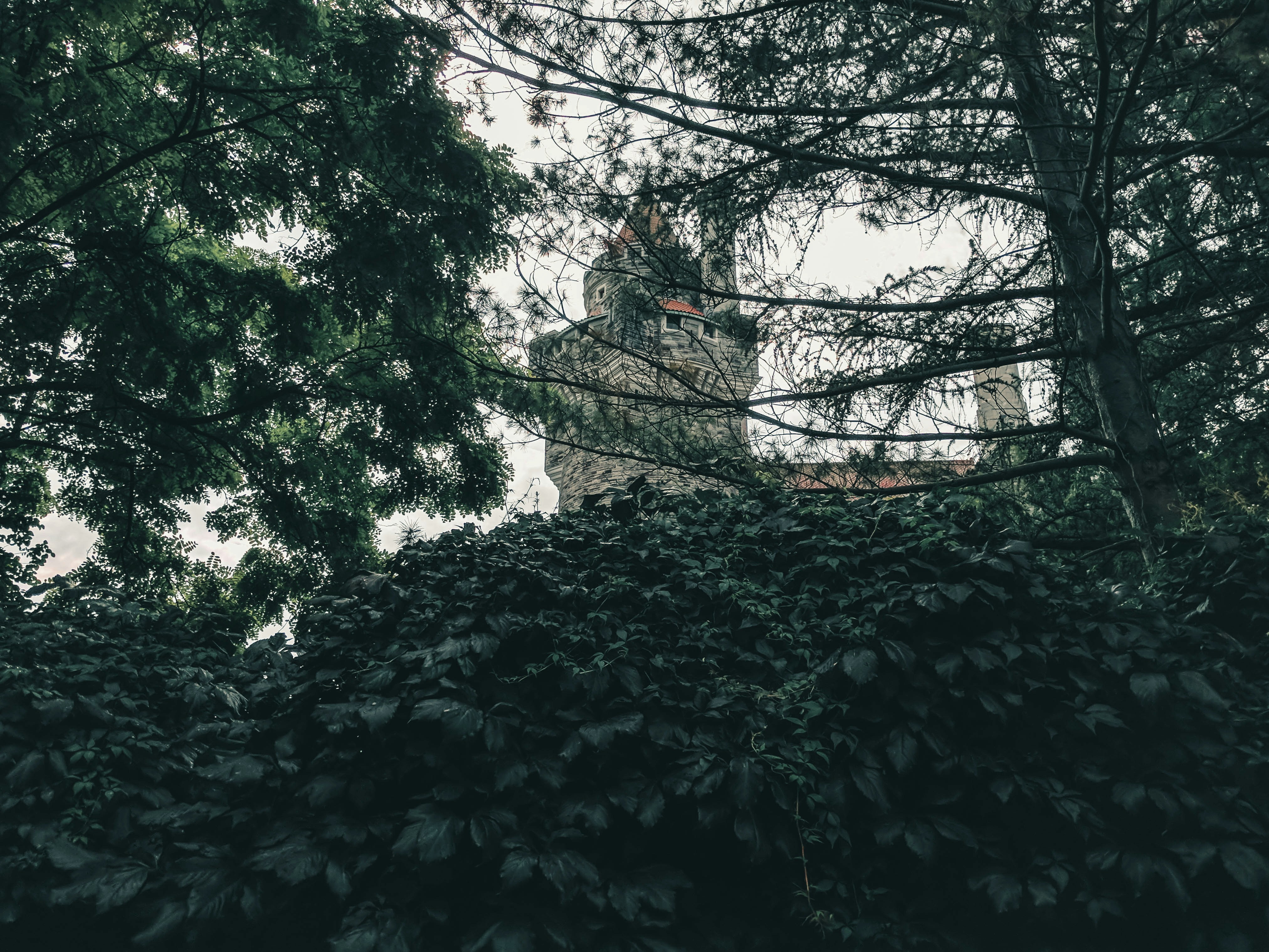 green leaves on brown tree trunk, A hidden castle