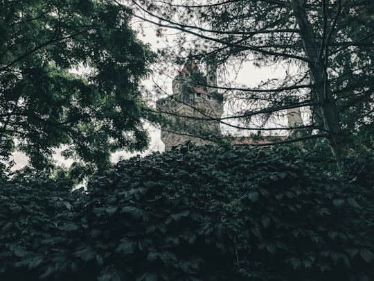 green leaves on brown tree trunk in Casa Loma Canada