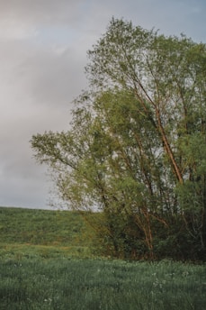 A serene green landscape with lush trees.
