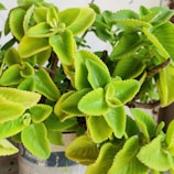 Close-up of a vibrant green plant wrapped in eco-friendly hortiprint packaging.