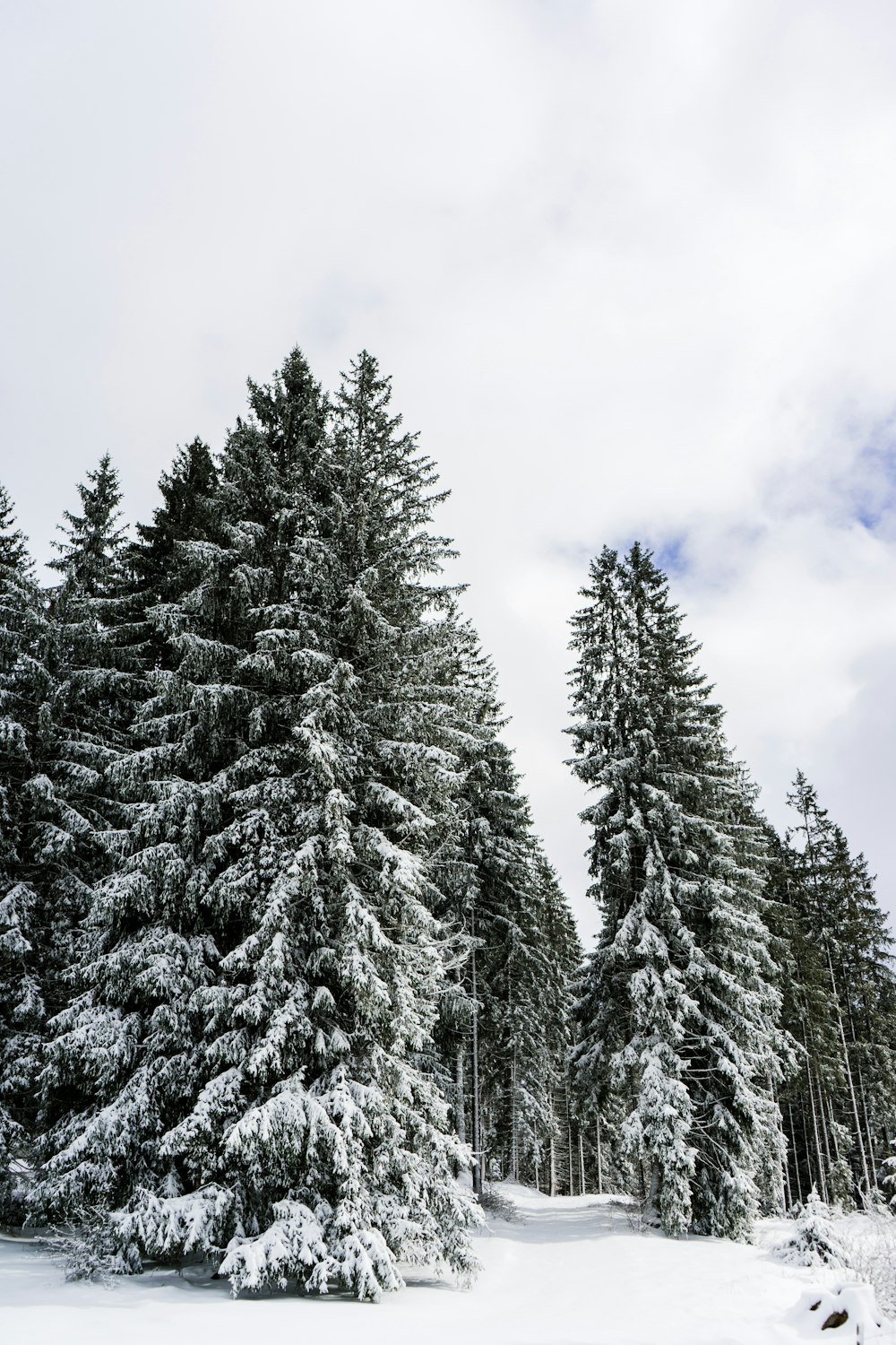 昼間は白い雲と青い空の下に雪に覆われた松の木