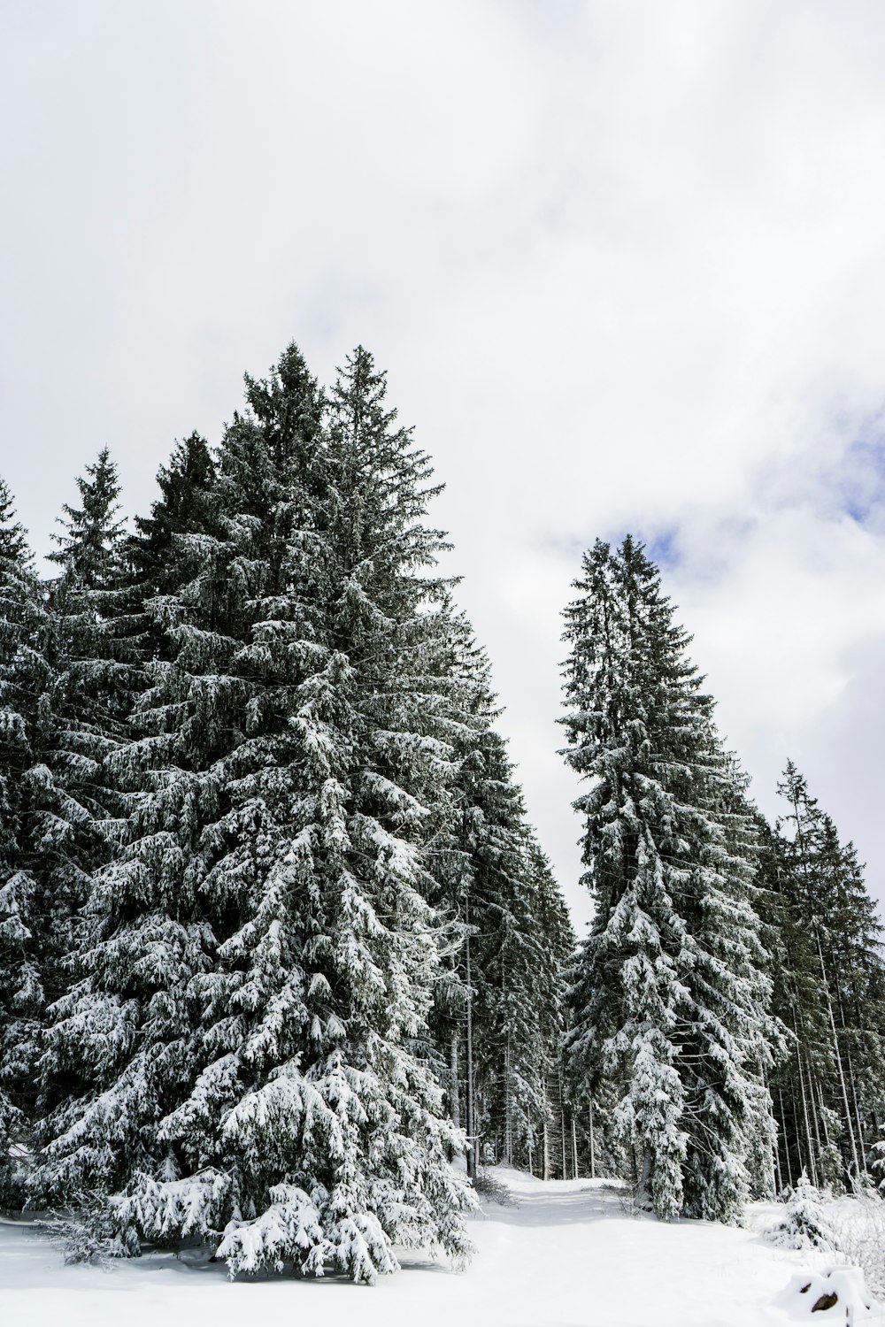 Schneebedeckte Kiefern unter weißen Wolken und blauem Himmel tagsüber