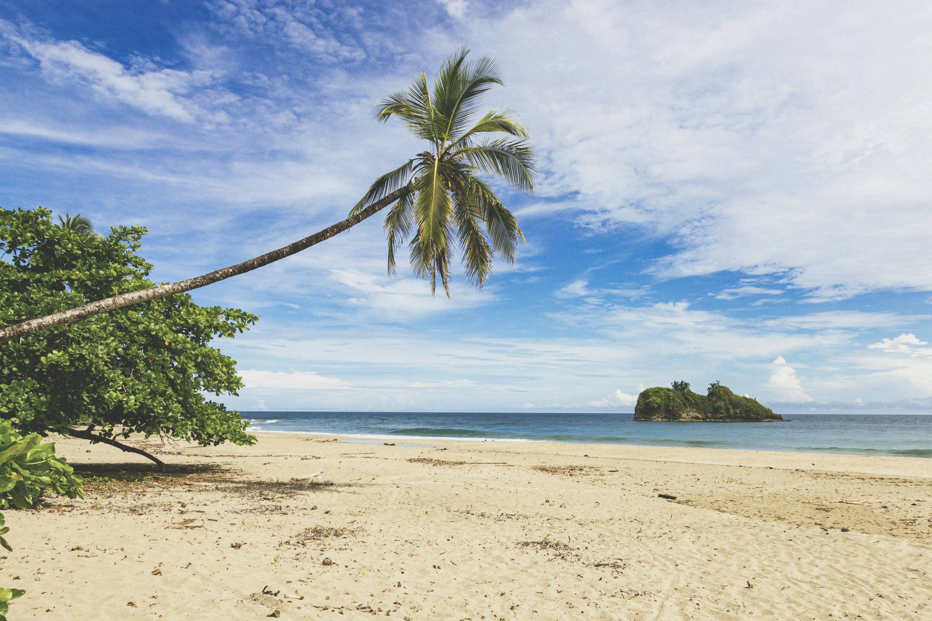 coconut tree on beach shore during daytime