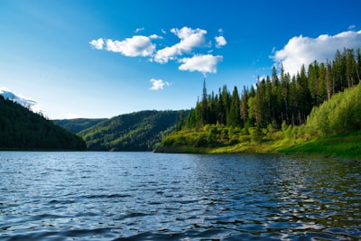 green trees beside body of water under blue sky during daytime