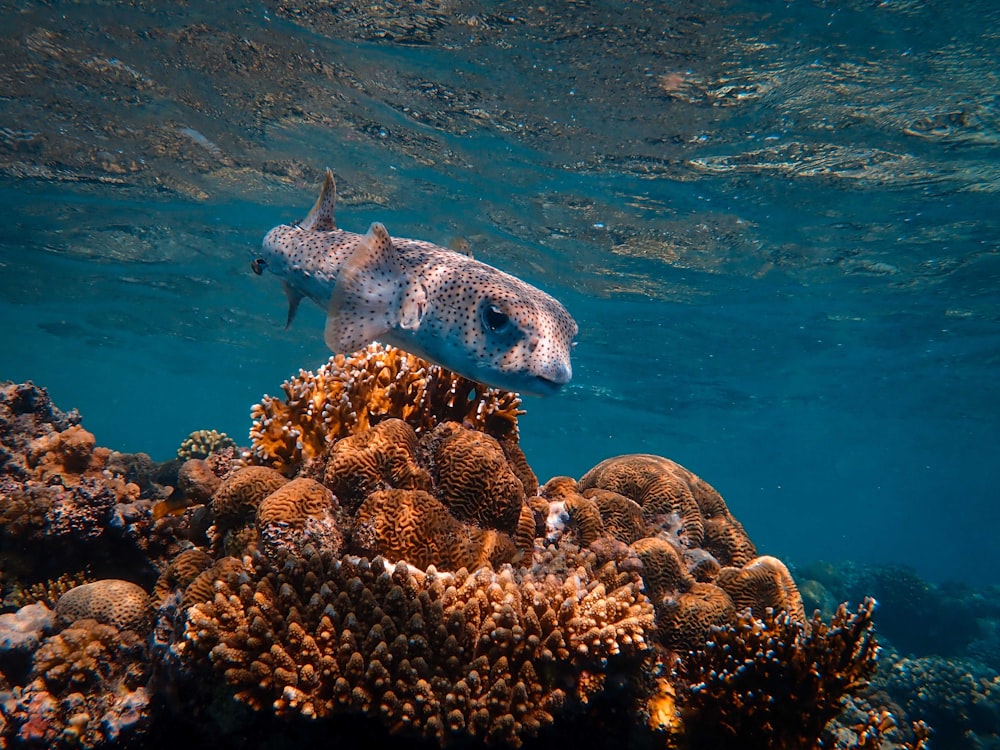 gray and black fish under water