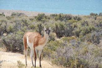 brown and white deer on green grass field during daytime