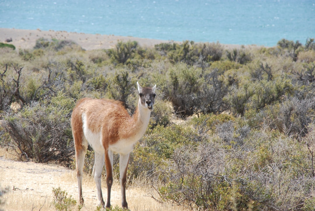 Wildlife photo spot Puerto Madryn Valdes Peninsula