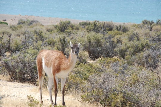 brown and white deer on green grass field during daytime in Puerto Madryn Argentina