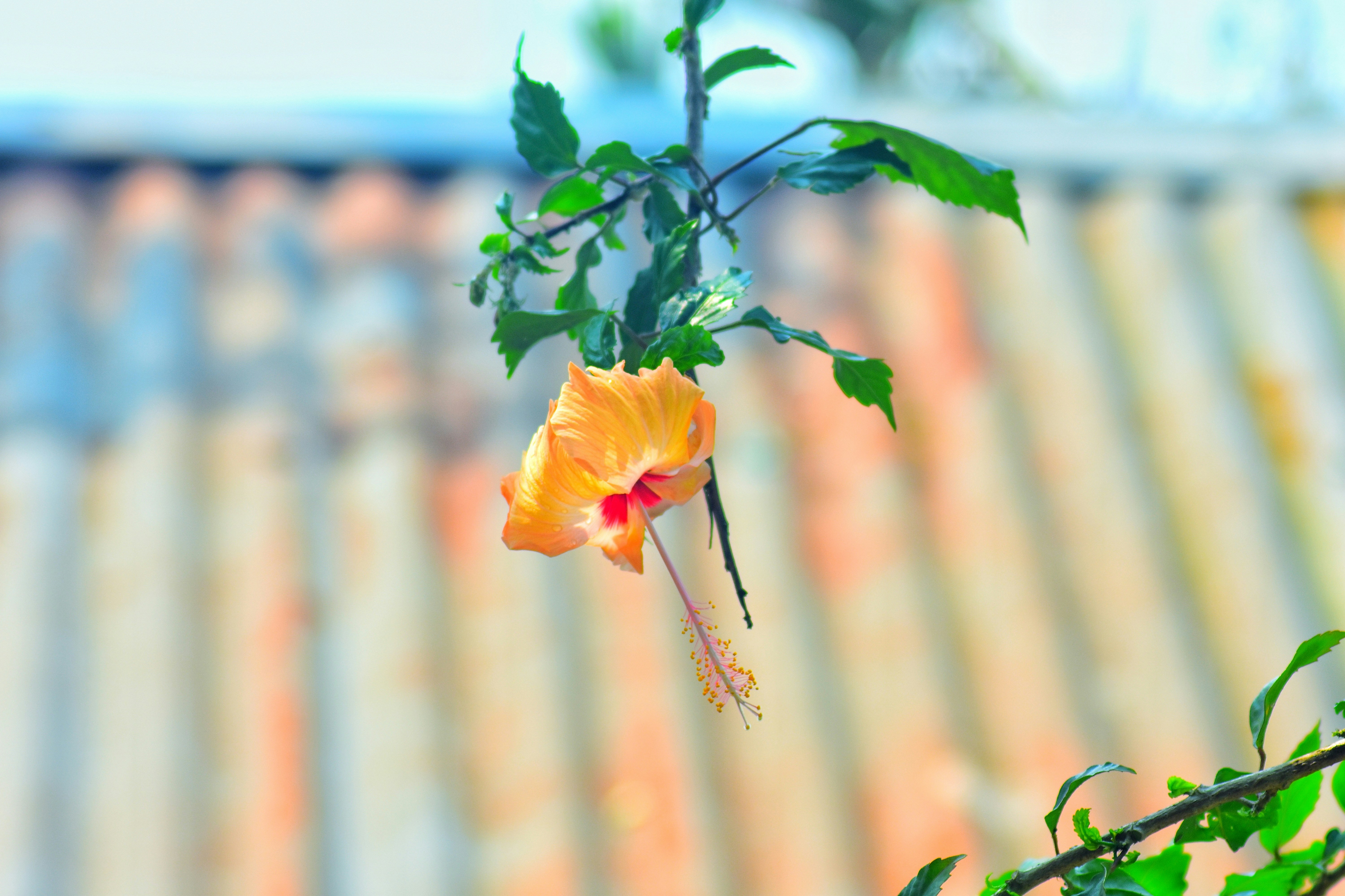yellow rose in bloom during daytime