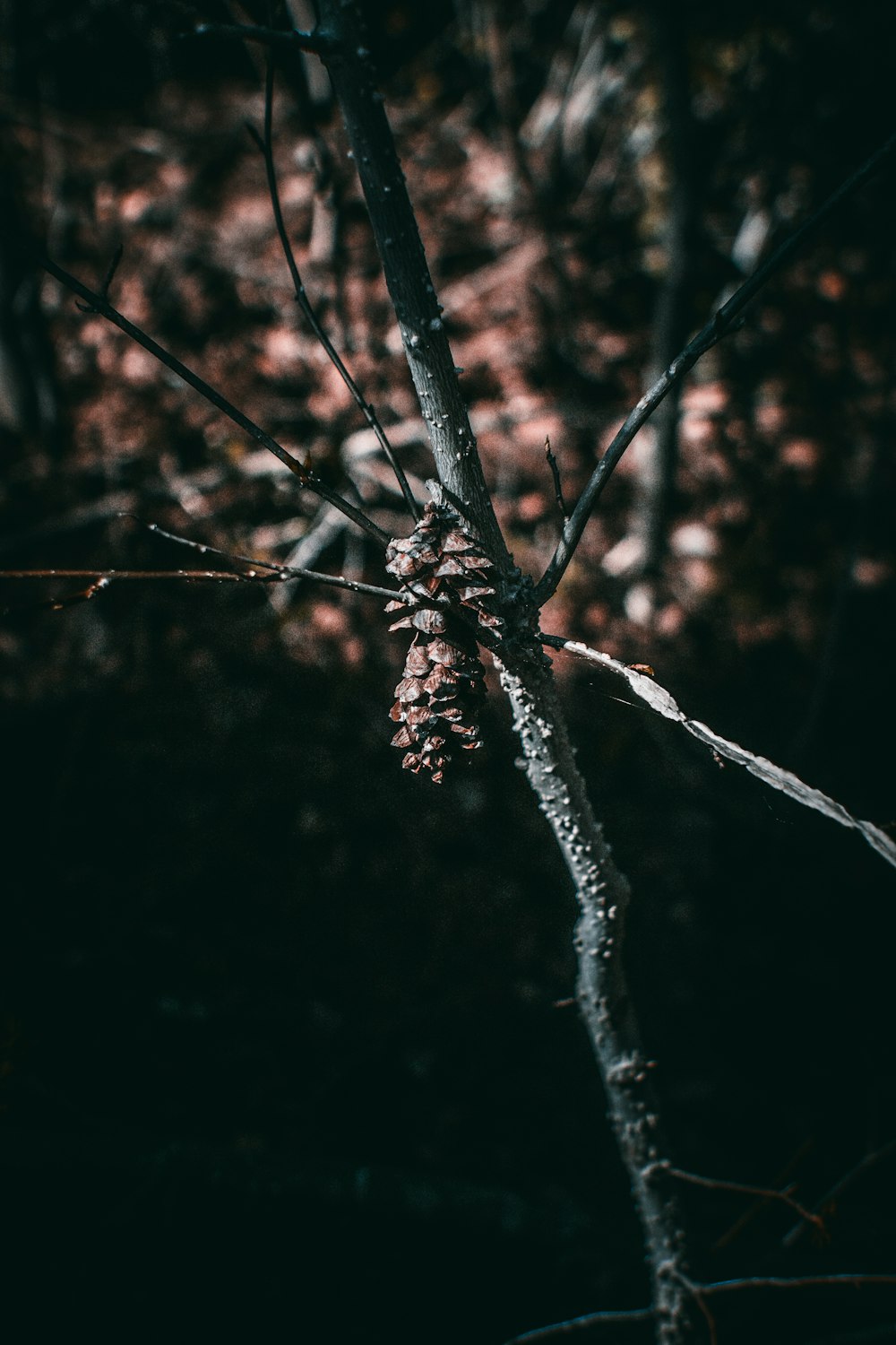 brown tree branch in close up photography