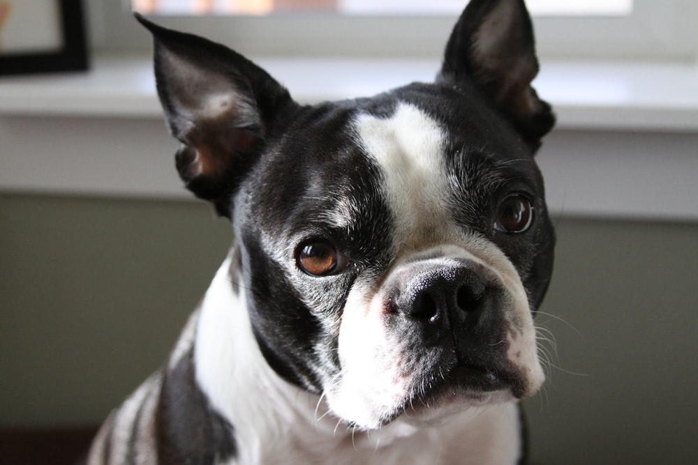 black and white short coated dog