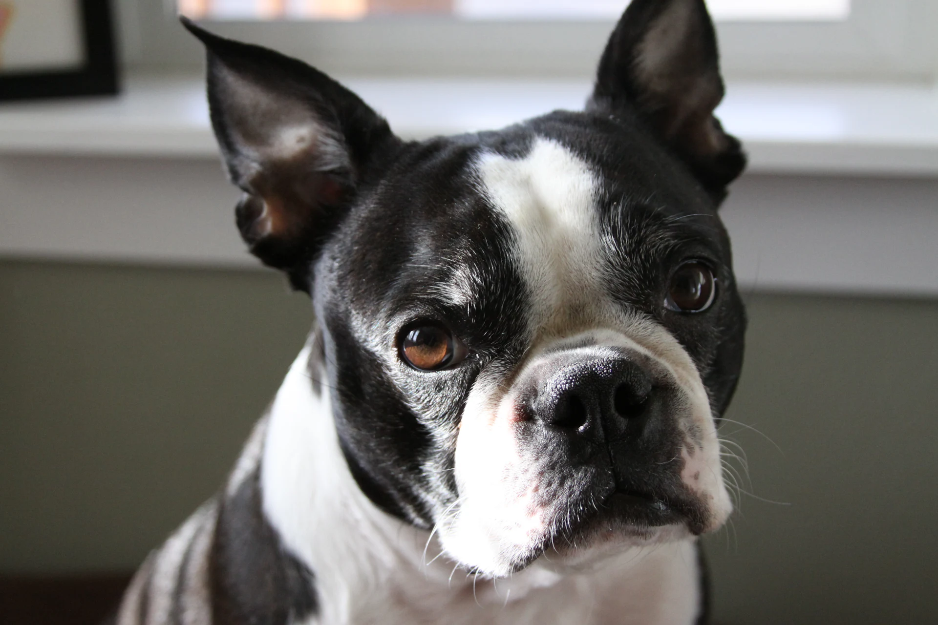 A Boston Terrier