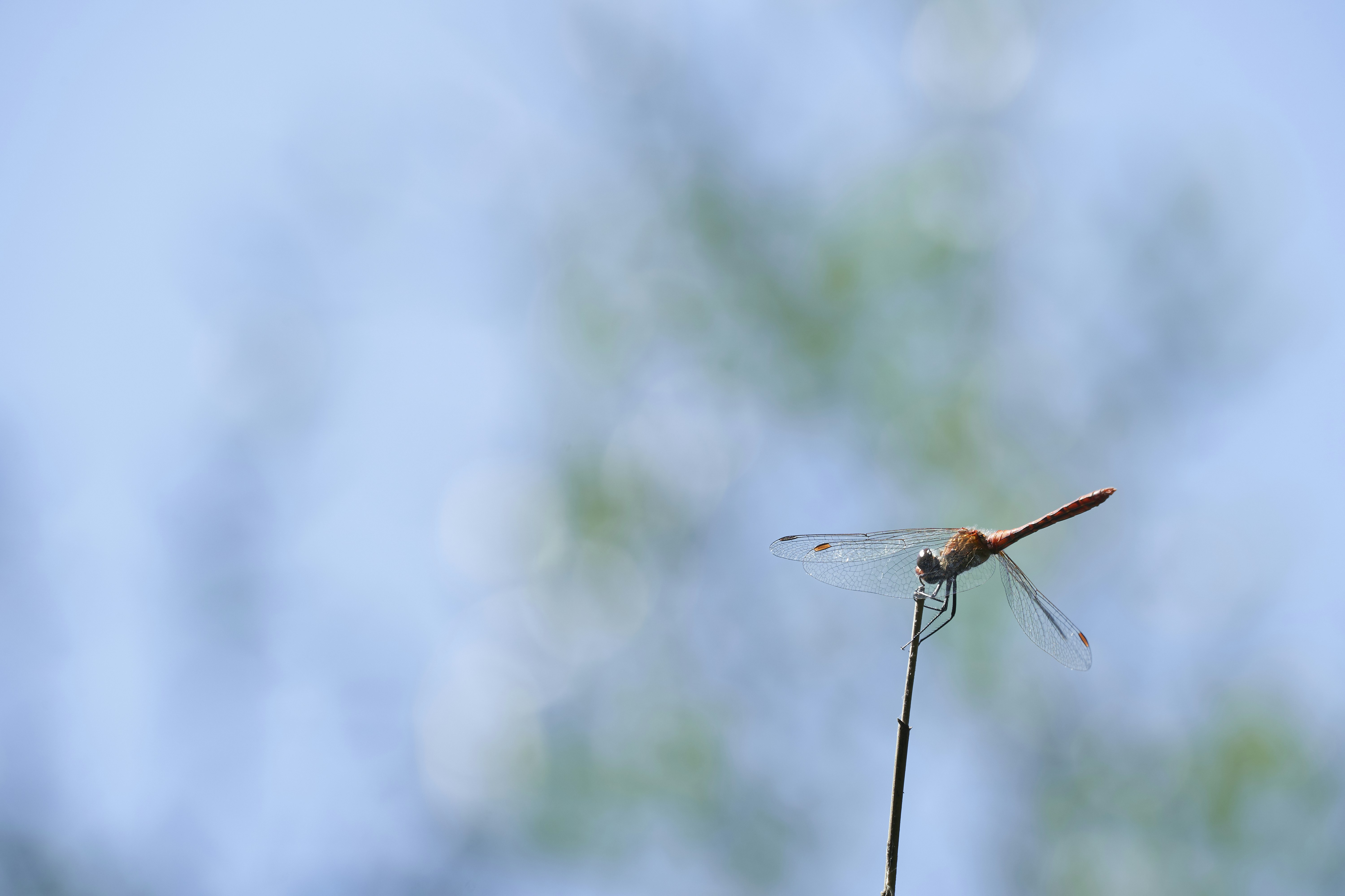 Photo by wolfgang_hasselmann