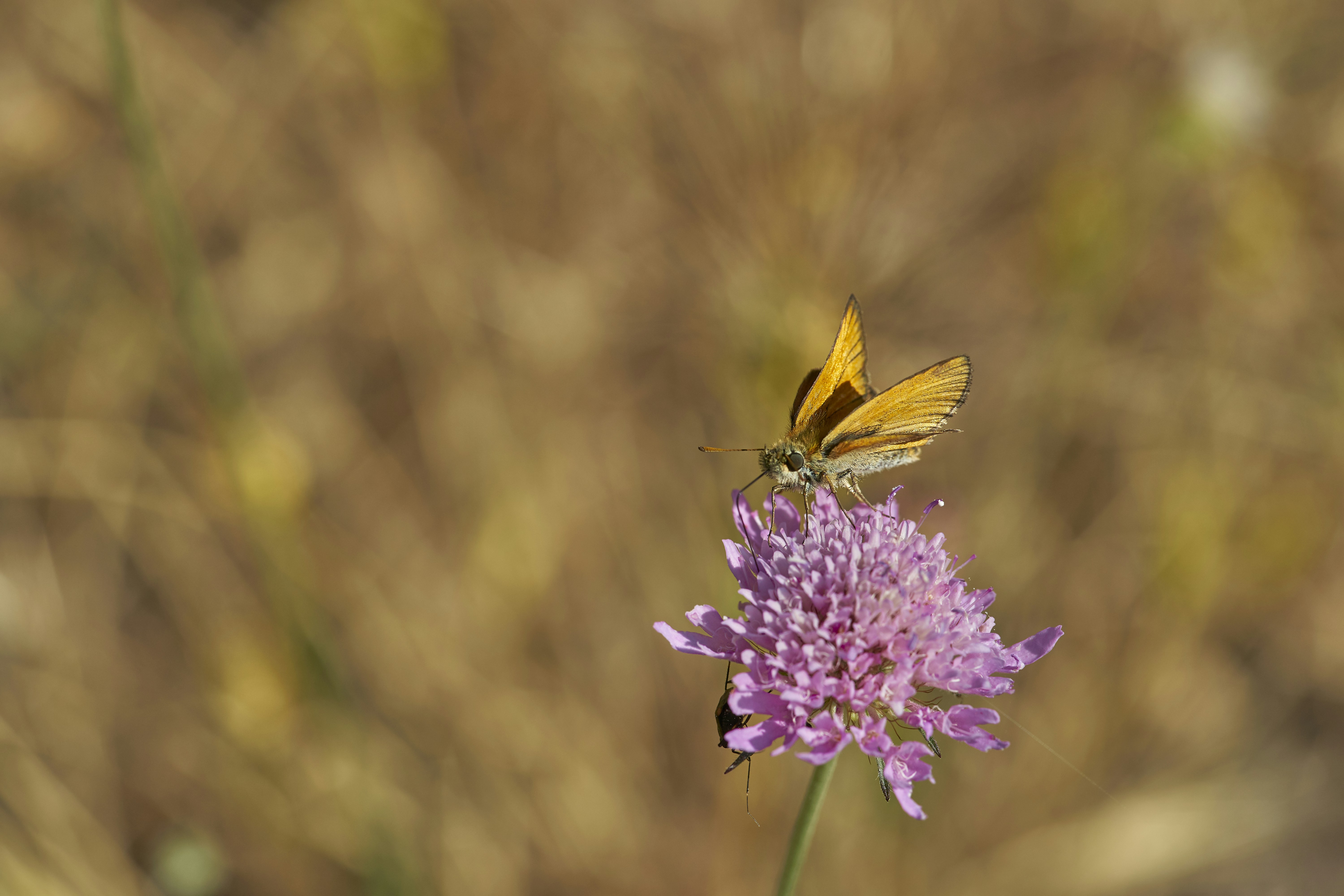 Photo by wolfgang_hasselmann