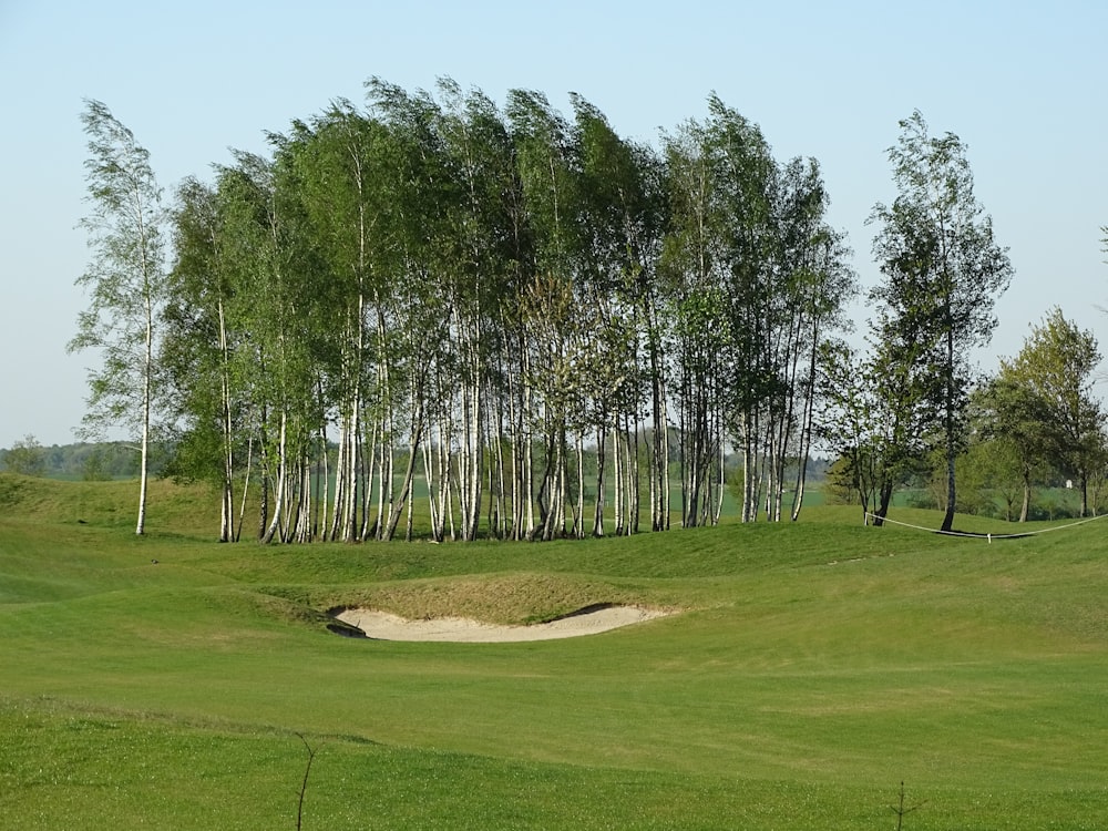 green grass field with trees under blue sky during daytime