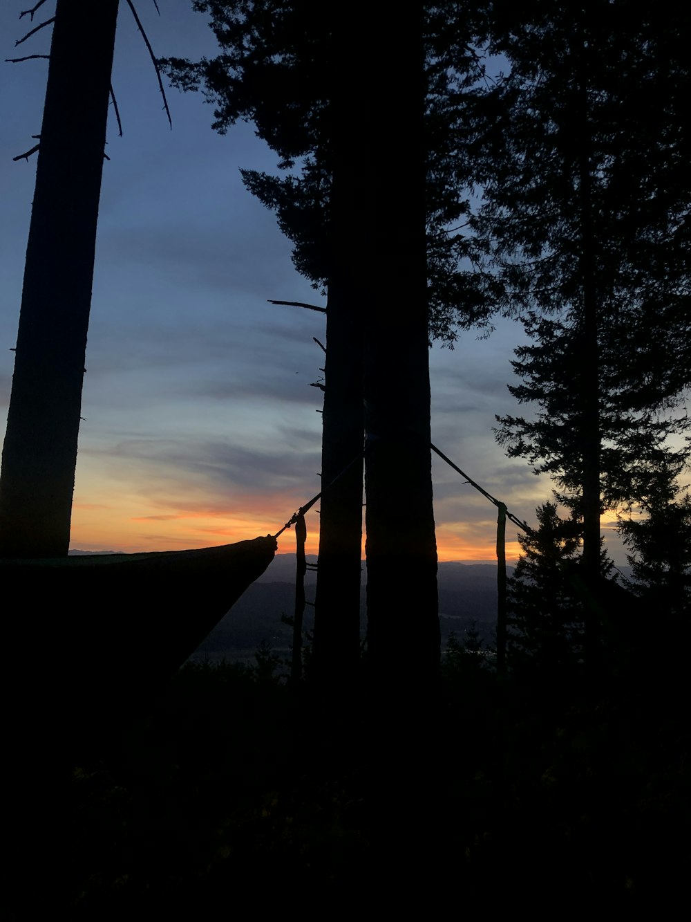 silhouette of trees during sunset