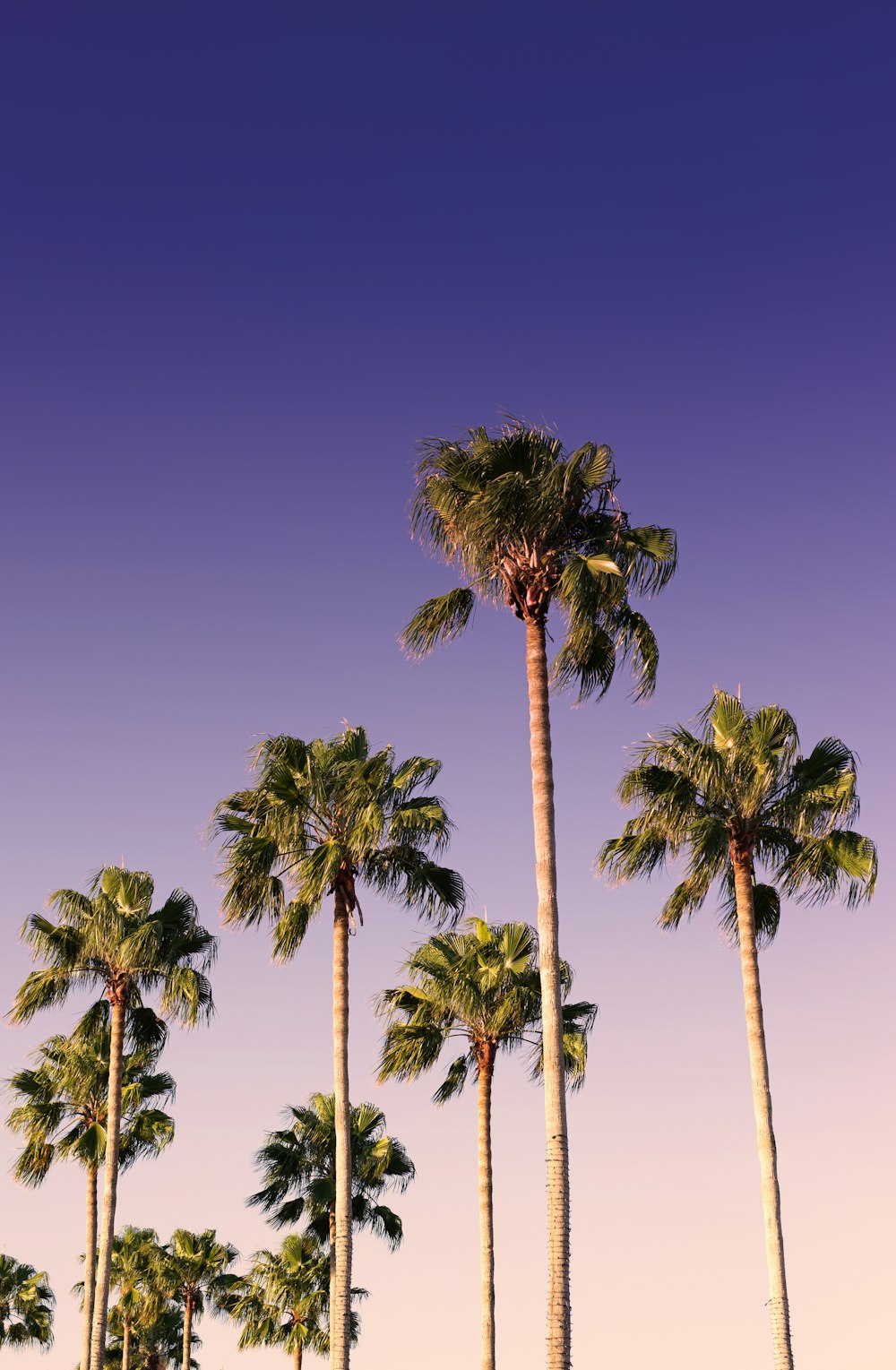 green palm trees under blue sky during daytime