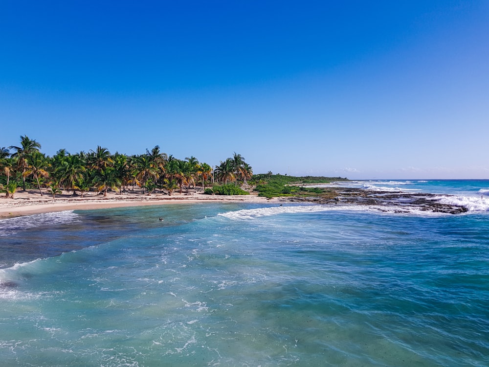 green trees on seashore during daytime