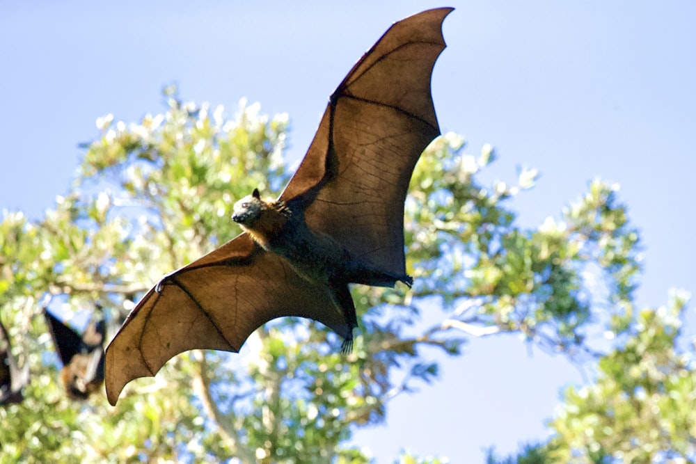 um morcego grande voando sobre uma floresta cheia de árvores