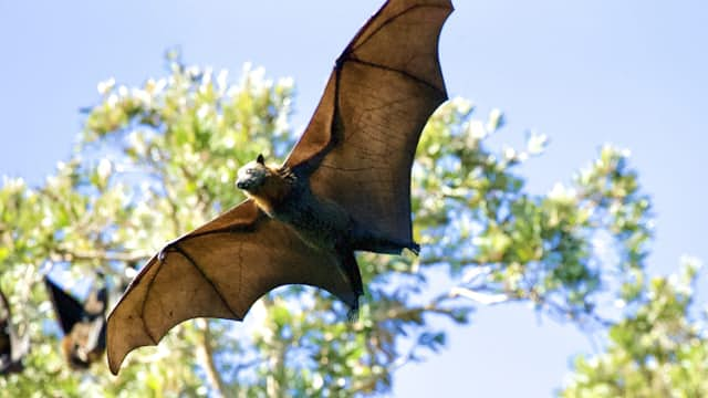 Bat