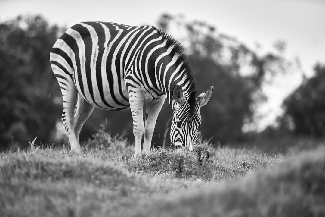 grayscale photo of zebra on grass field